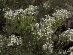 Image de Lepidium fremontii S. Watson