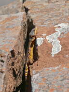 Image of Eastern Cape Crag Lizard