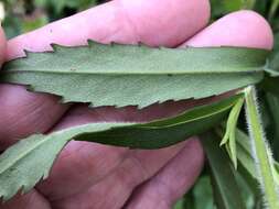 Image of calico aster