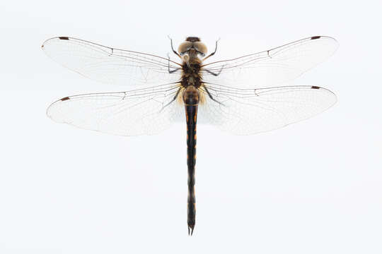 Image of Sentry Dragonfly