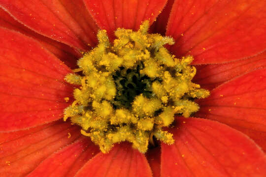 Image of Peruvian zinnia