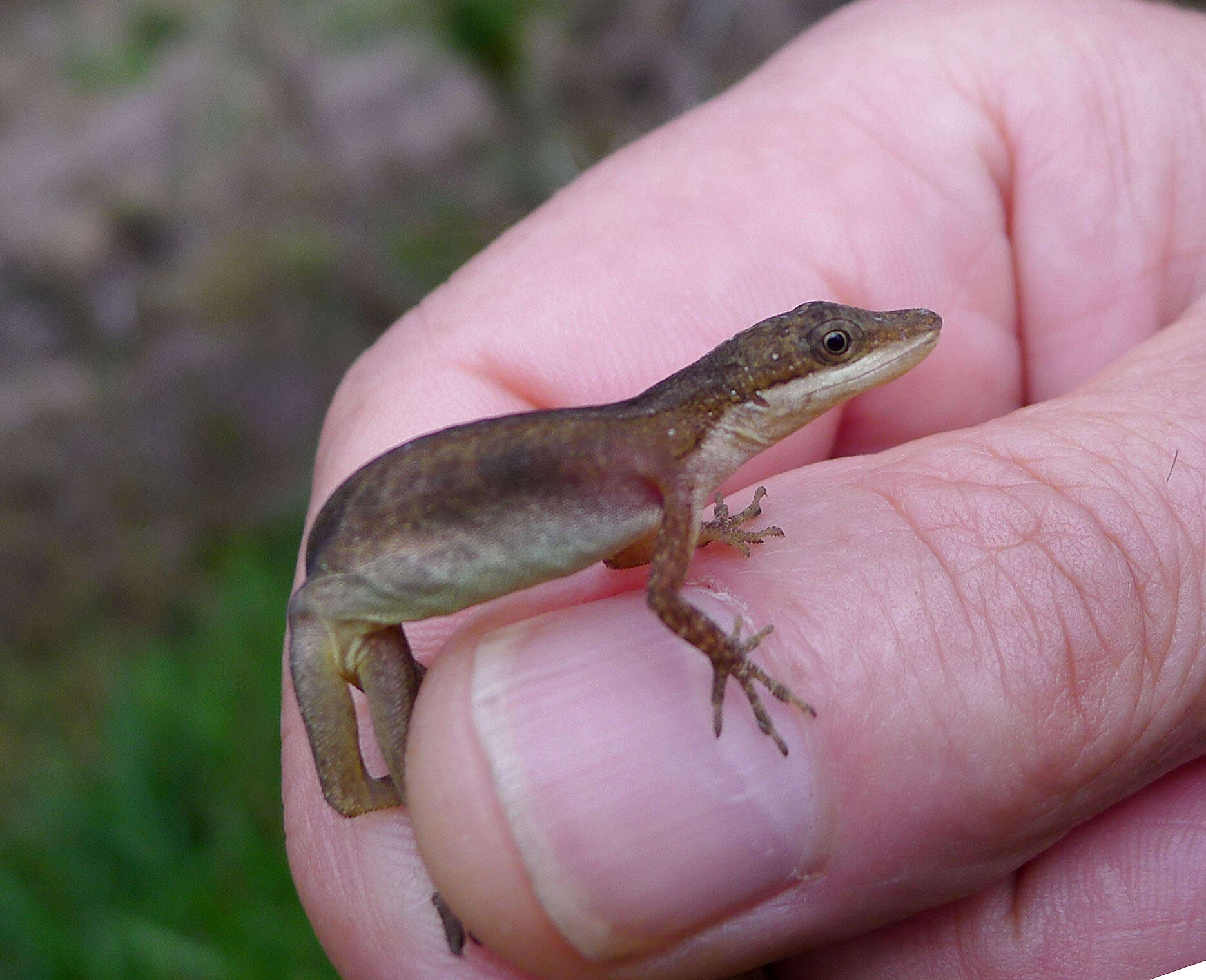 Image of Anolis oxylophus Cope 1875