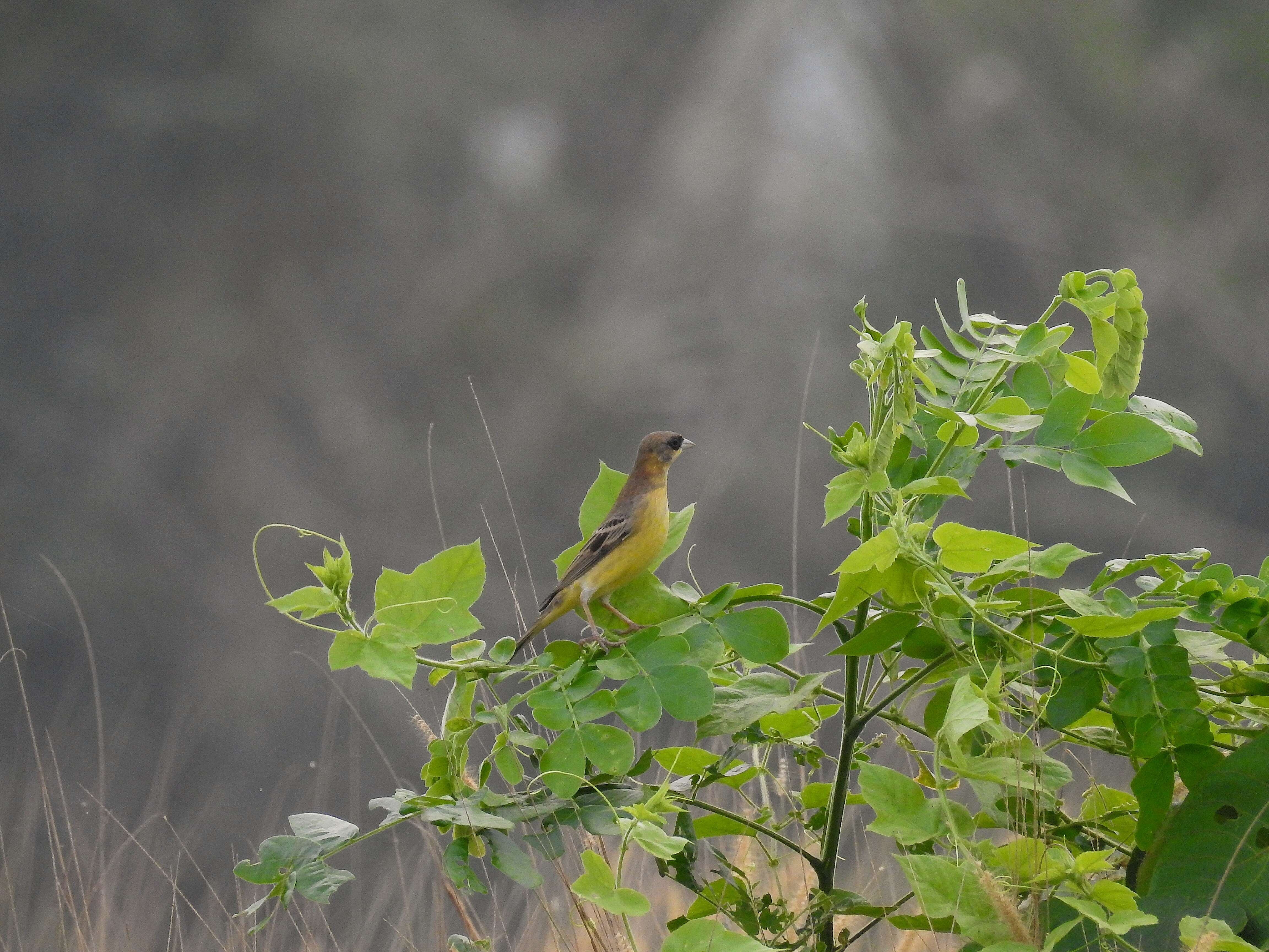 Image of Brown-headed Bunting