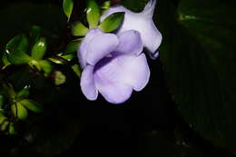 Image of Canterbury bells