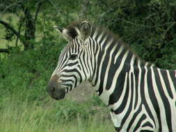 Image of Grant's zebra