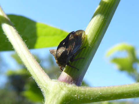 Image of Centrotus cornutus