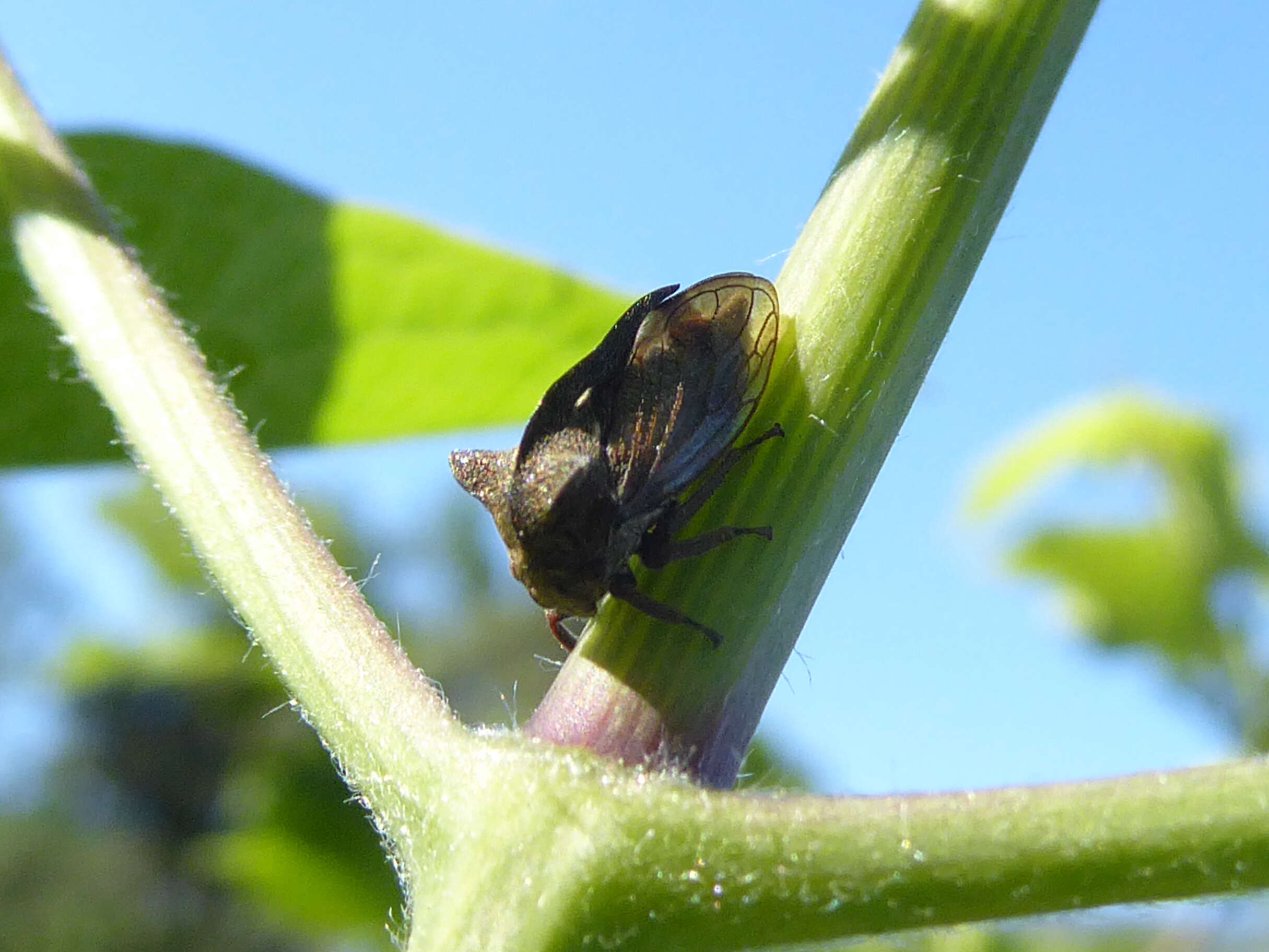 Image de Centrotus cornutus