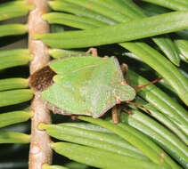 Image of Green shield bug