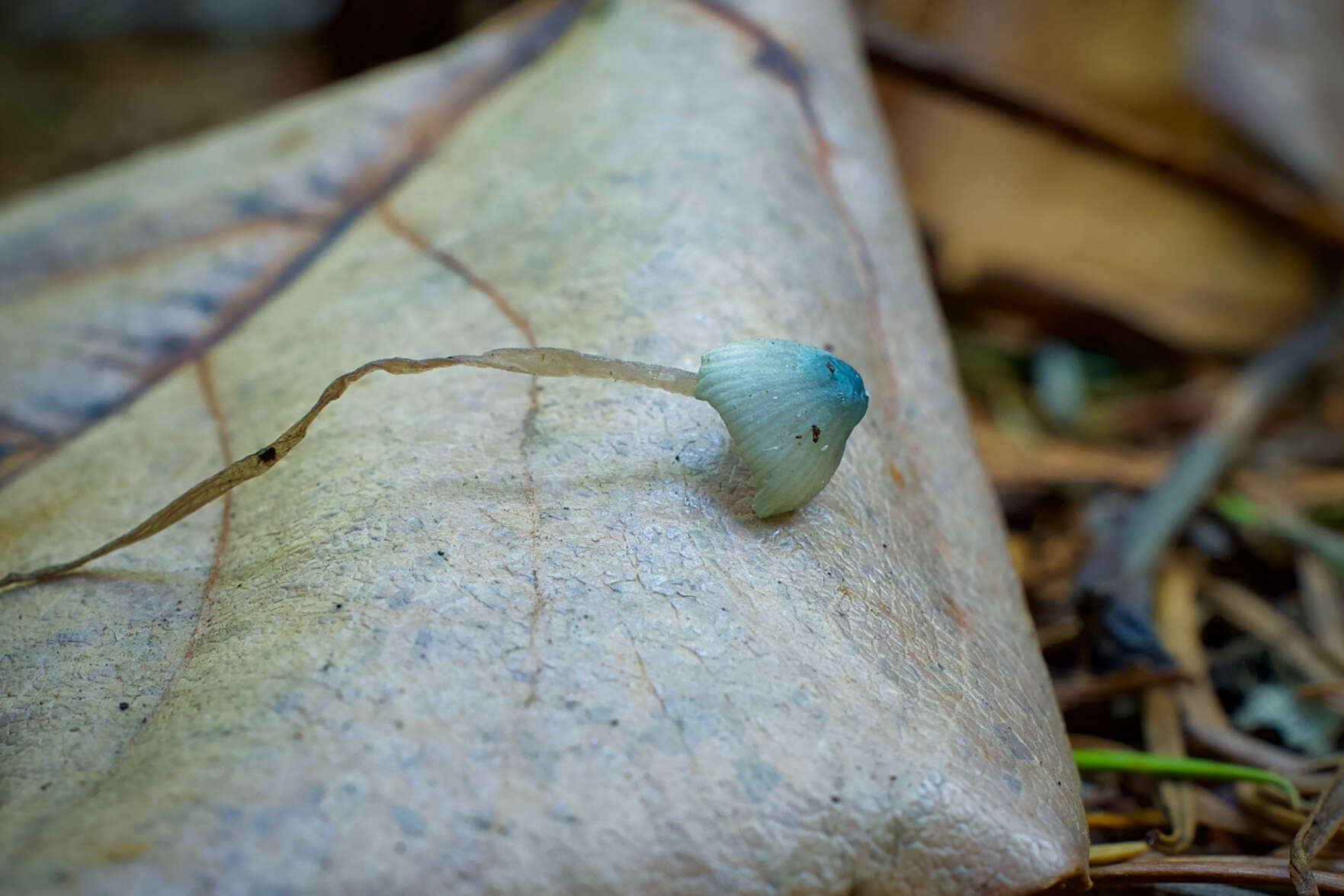 Imagem de Mycena amicta (Fr.) Quél. 1872