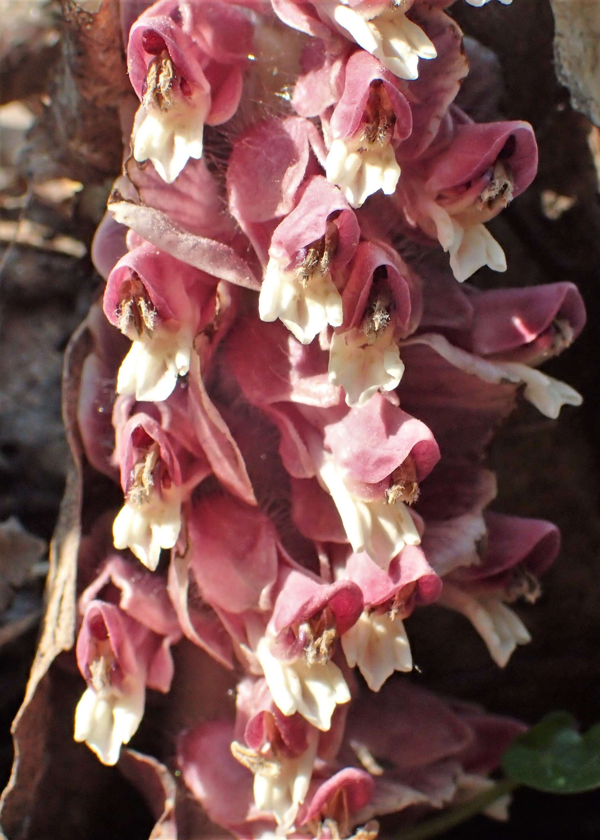 Image of common toothwort