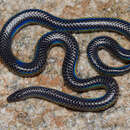 Image of Indian Black Earth Snake