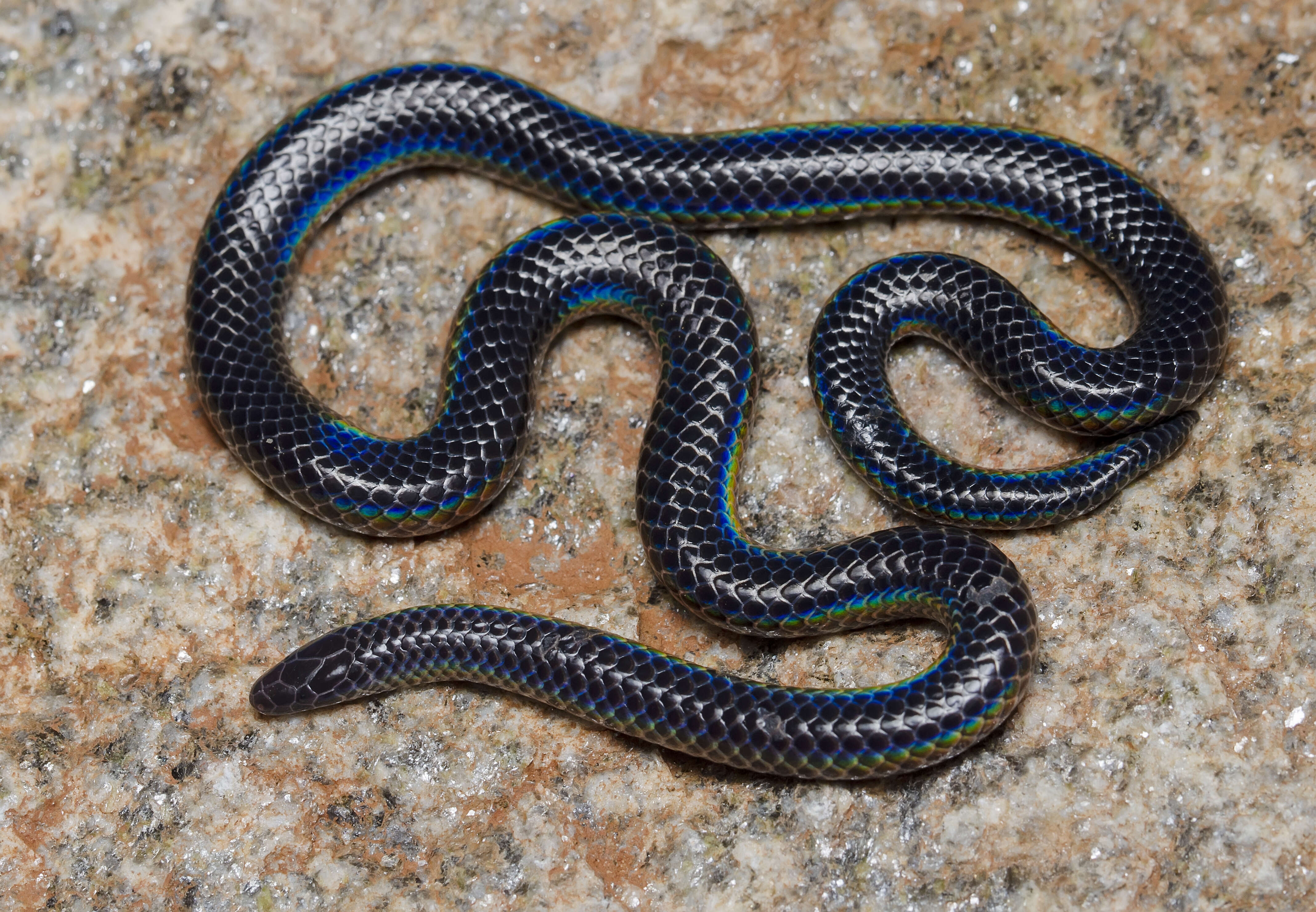 Image of Indian Black Earth Snake