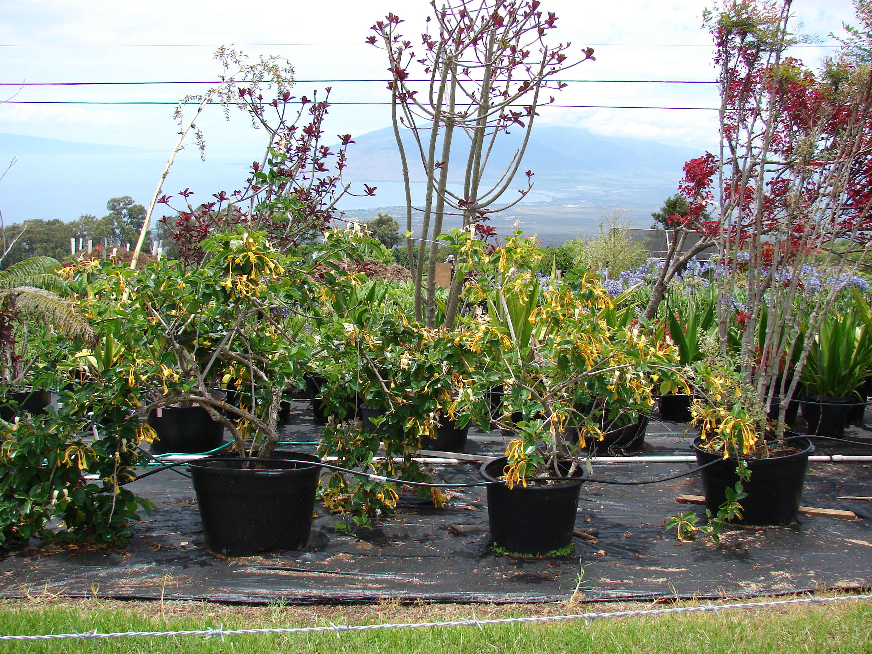 Image of Lonicera hildebrandiana Collett & Hemsl.