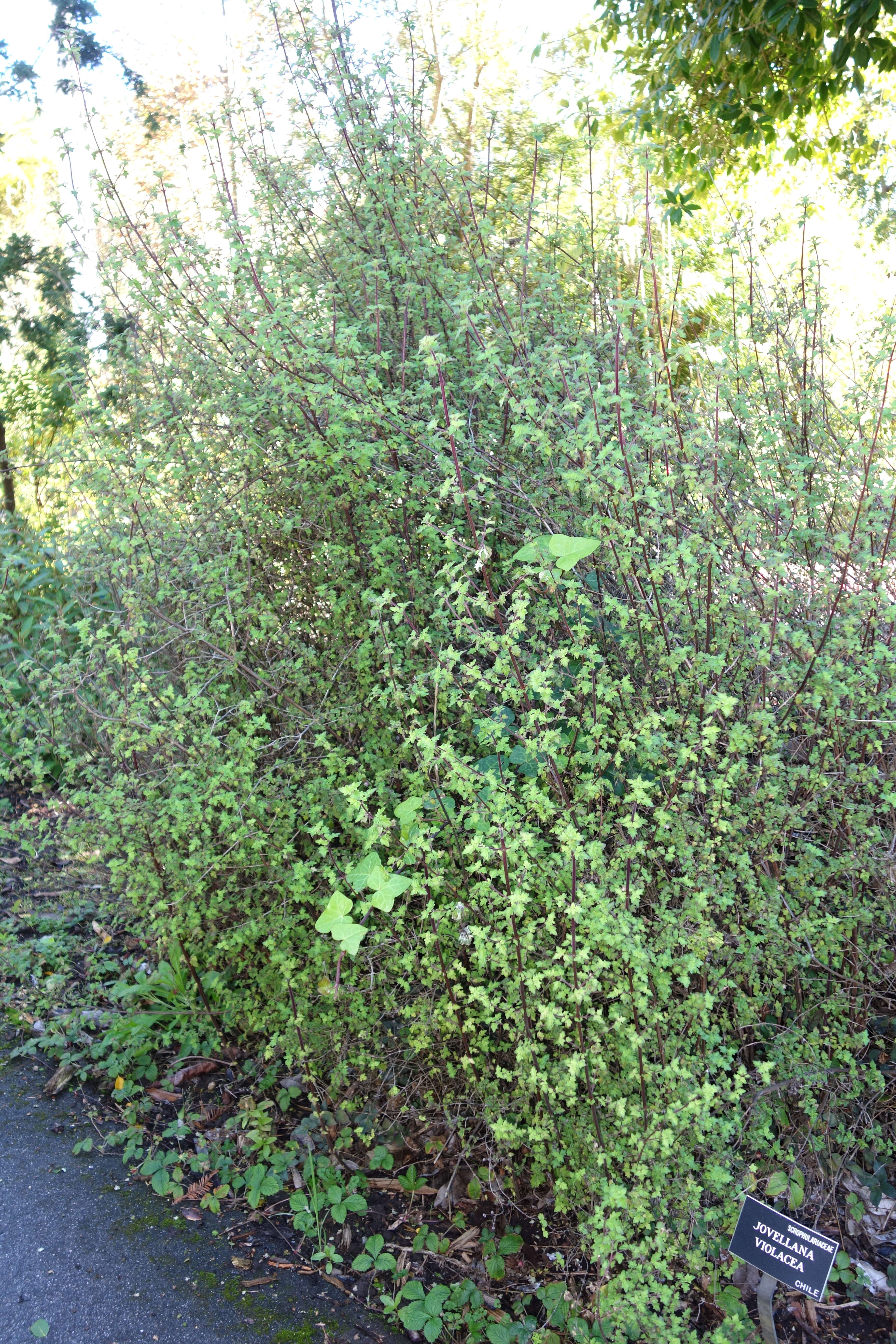 Image of Jovellana violacea (Cav.) G. Don