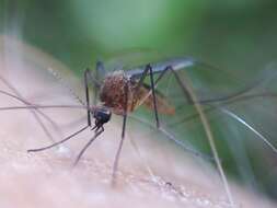 صورة Aedes cinereus Meigen 1818