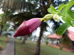 Image of purple allamanda