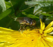 Image of Pollenia amentaria