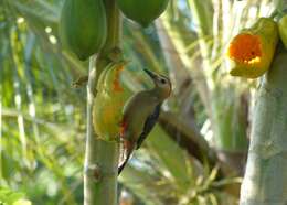 Image of Golden-fronted Woodpecker