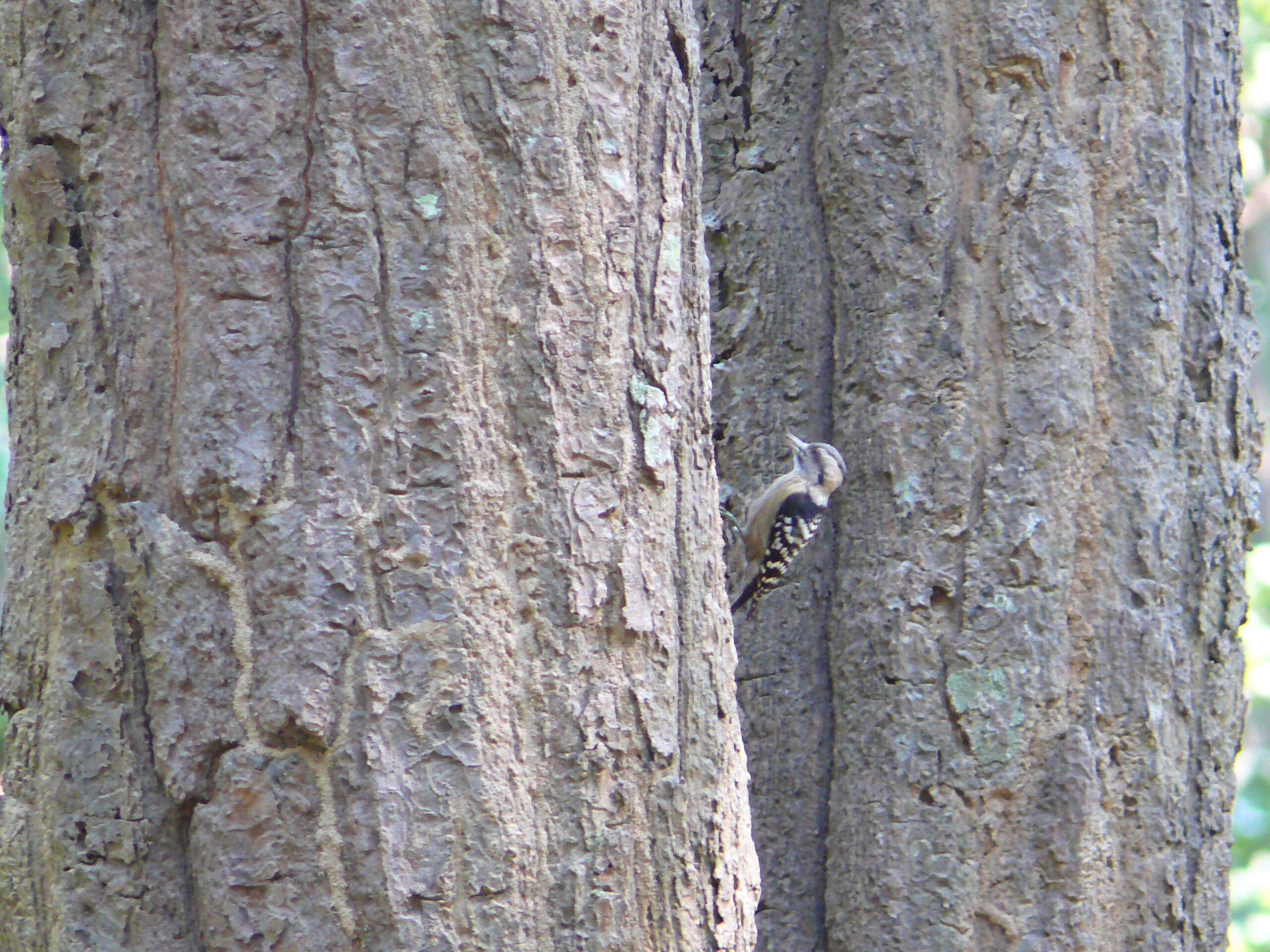 Image of Dendrocopos canicapillus