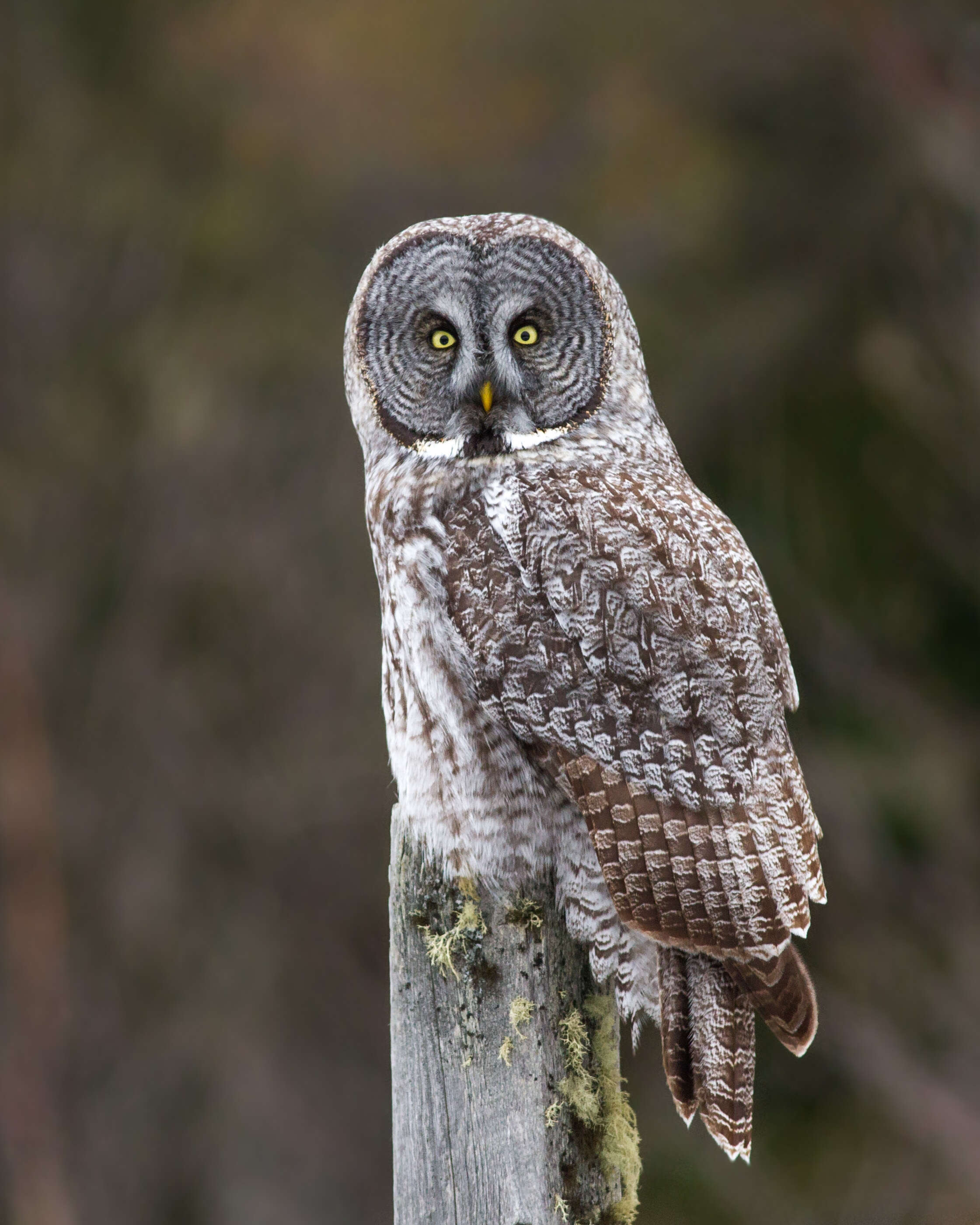 Image of Great Gray Owl