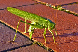 Image of Great green bushcricket