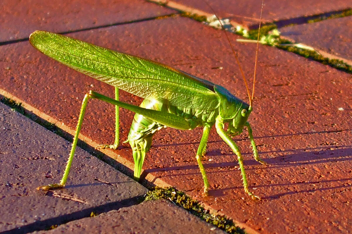 Image of Great green bushcricket