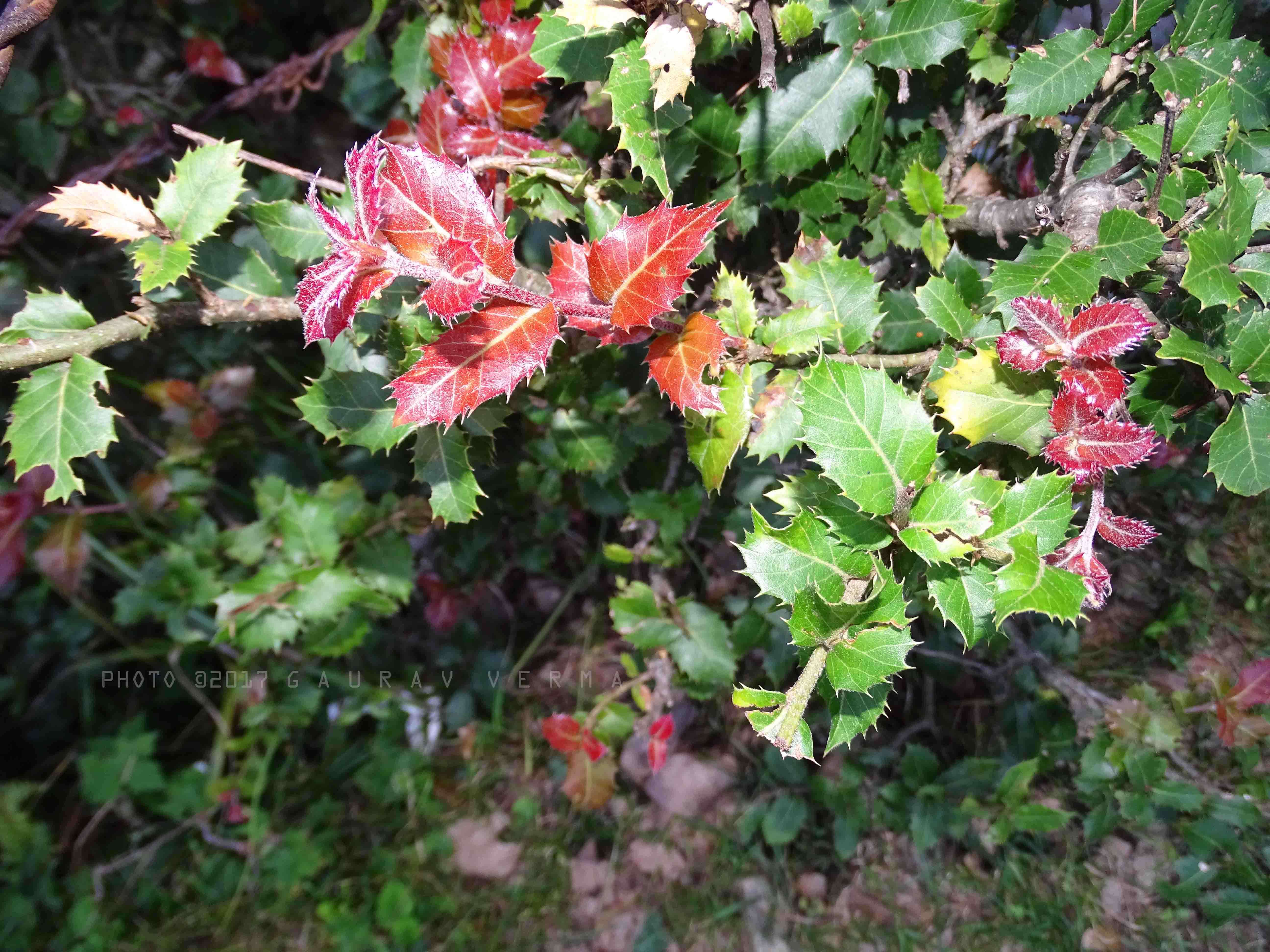 Image of Quercus floribunda Lindl. ex A. Camus