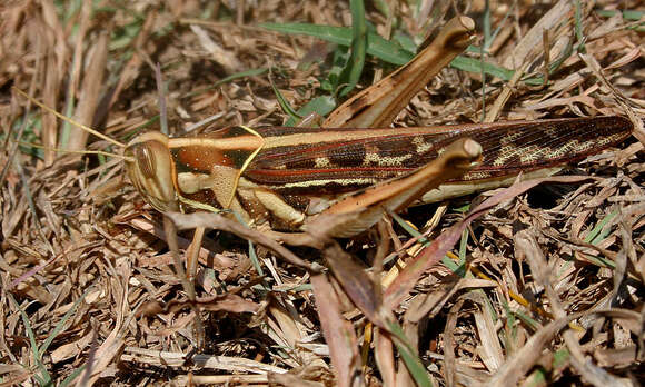 Image of Cyrtacanthacris tatarica (Linnaeus 1758)