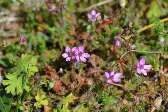 Imagem de Erodium cicutarium (L.) L'Her.