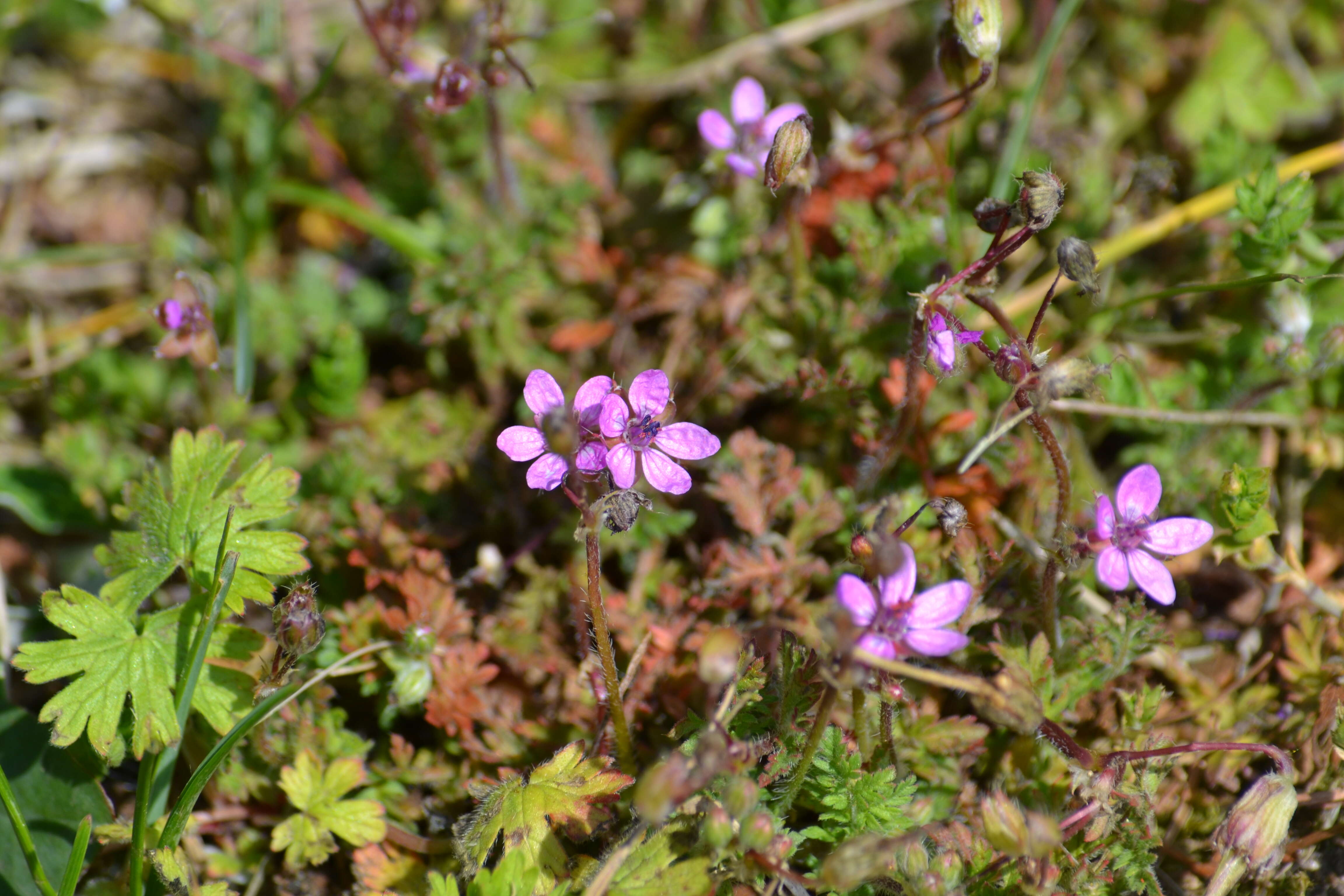 Image of Common Stork's-bill