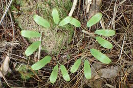 Image of Lygodium articulatum A. Rich.