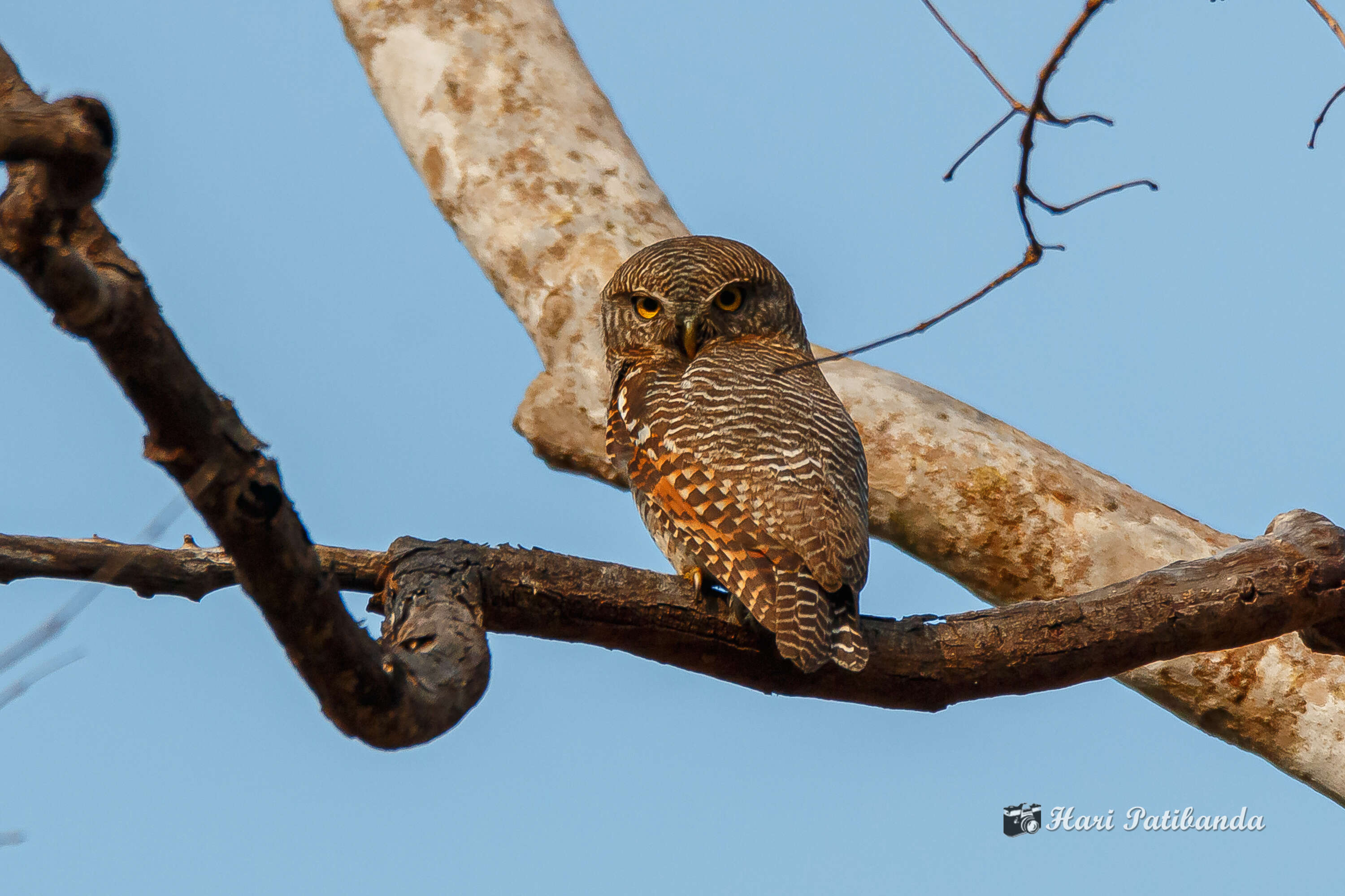 Image of Jungle Owlet