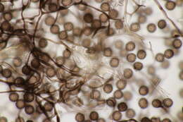 Image of Mucilago crustacea