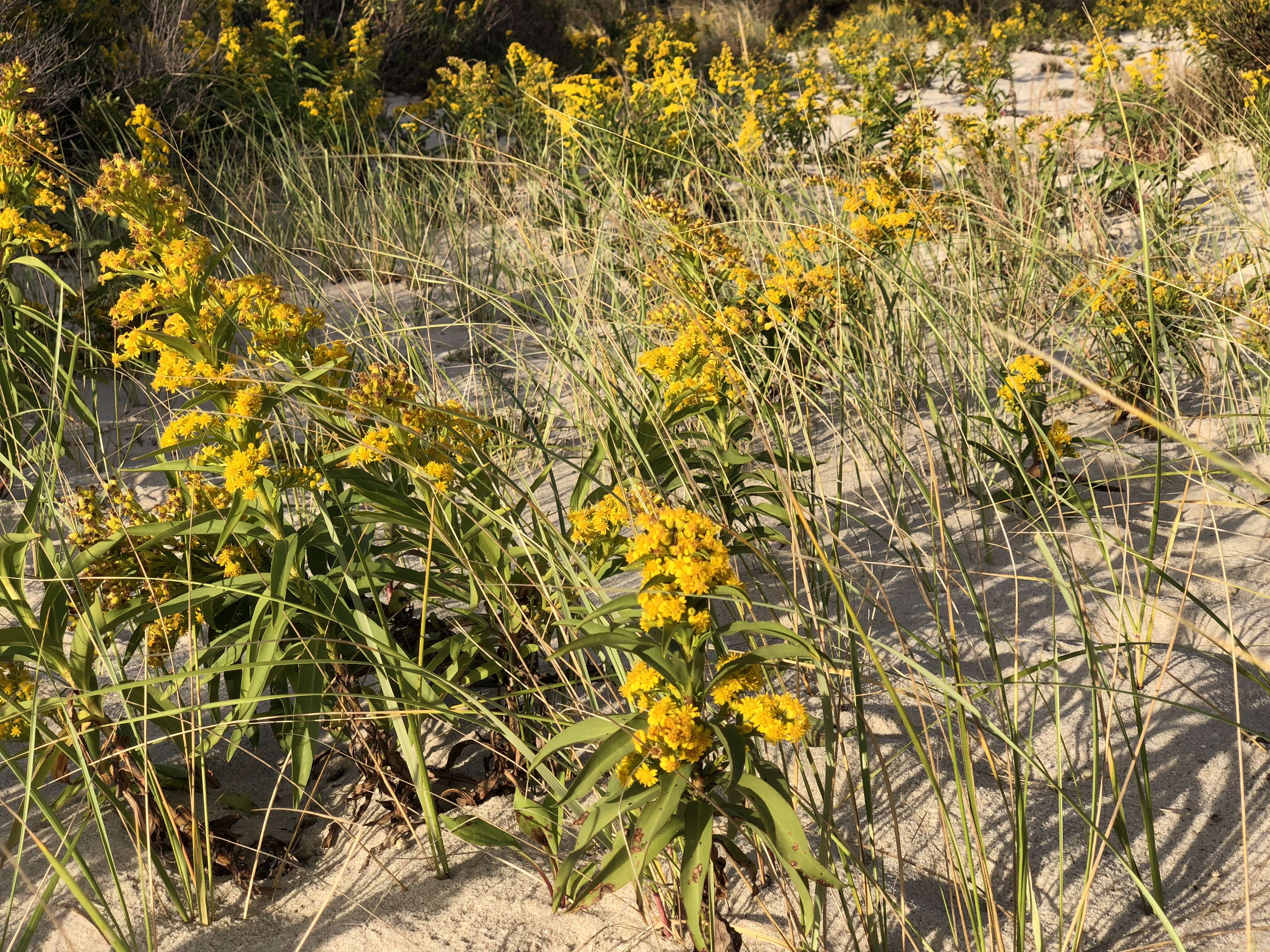 Image of seaside goldenrod