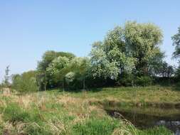 Image of Bird Cherry