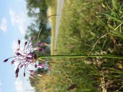 Image of Allium carinatum L.