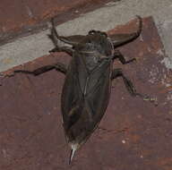 Image of Uhler's Water Bug