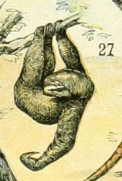 Image of Pale-throated Sloth