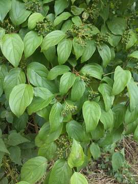 Image of bloodtwig dogwood