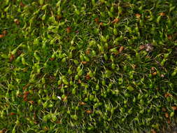 Image of pulvinate dry rock moss