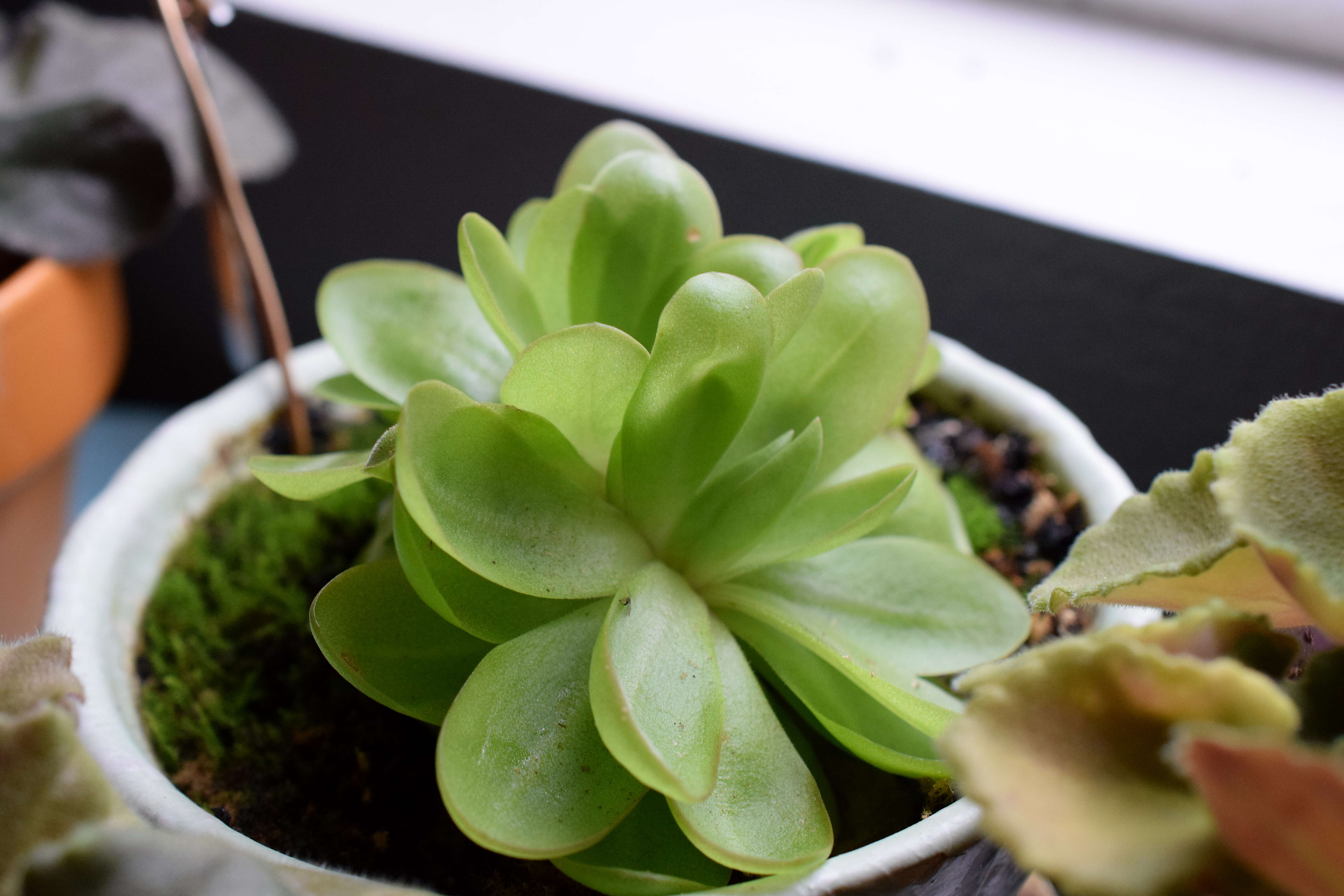 Image of Pinguicula laueana F. Speta & F. Fuchs