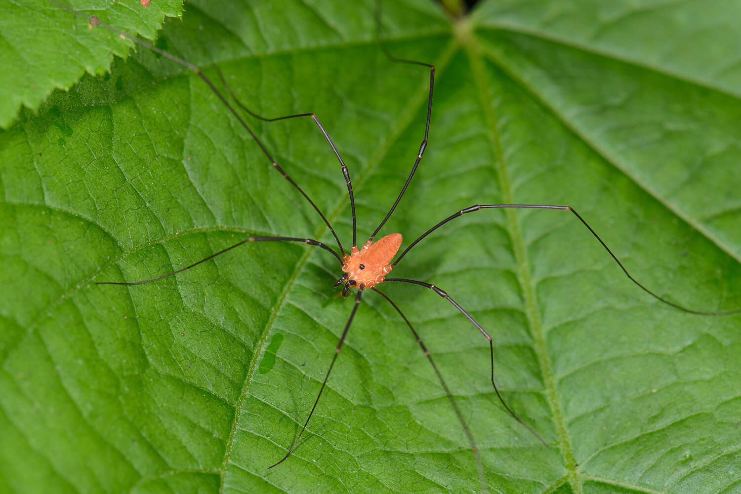 Image of Leiobunum nigropalpi (Wood 1868)