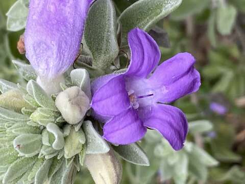 Image de Eremophila mackinlayi F. Muell.