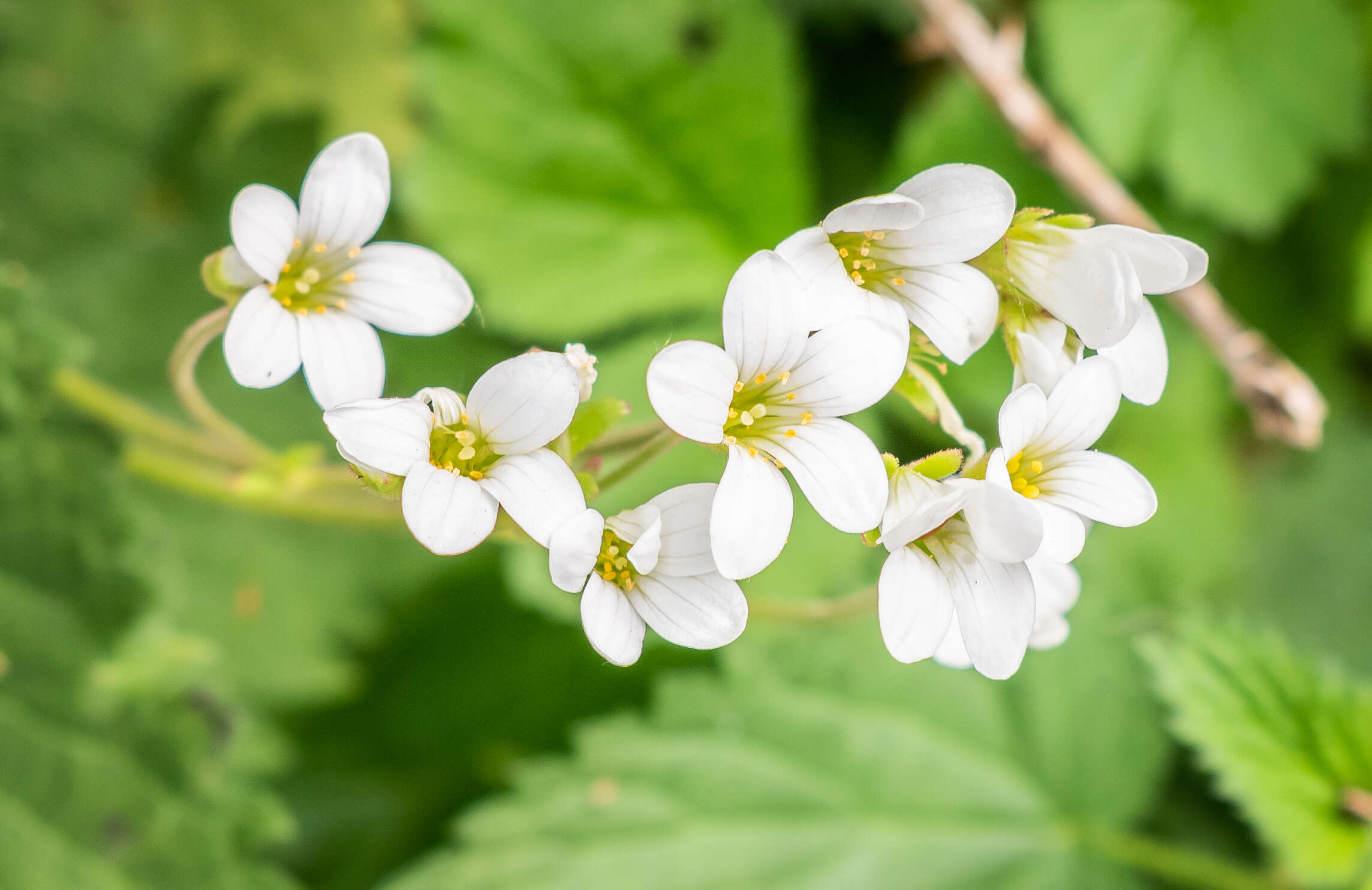 Image of Meadow Saxifrage