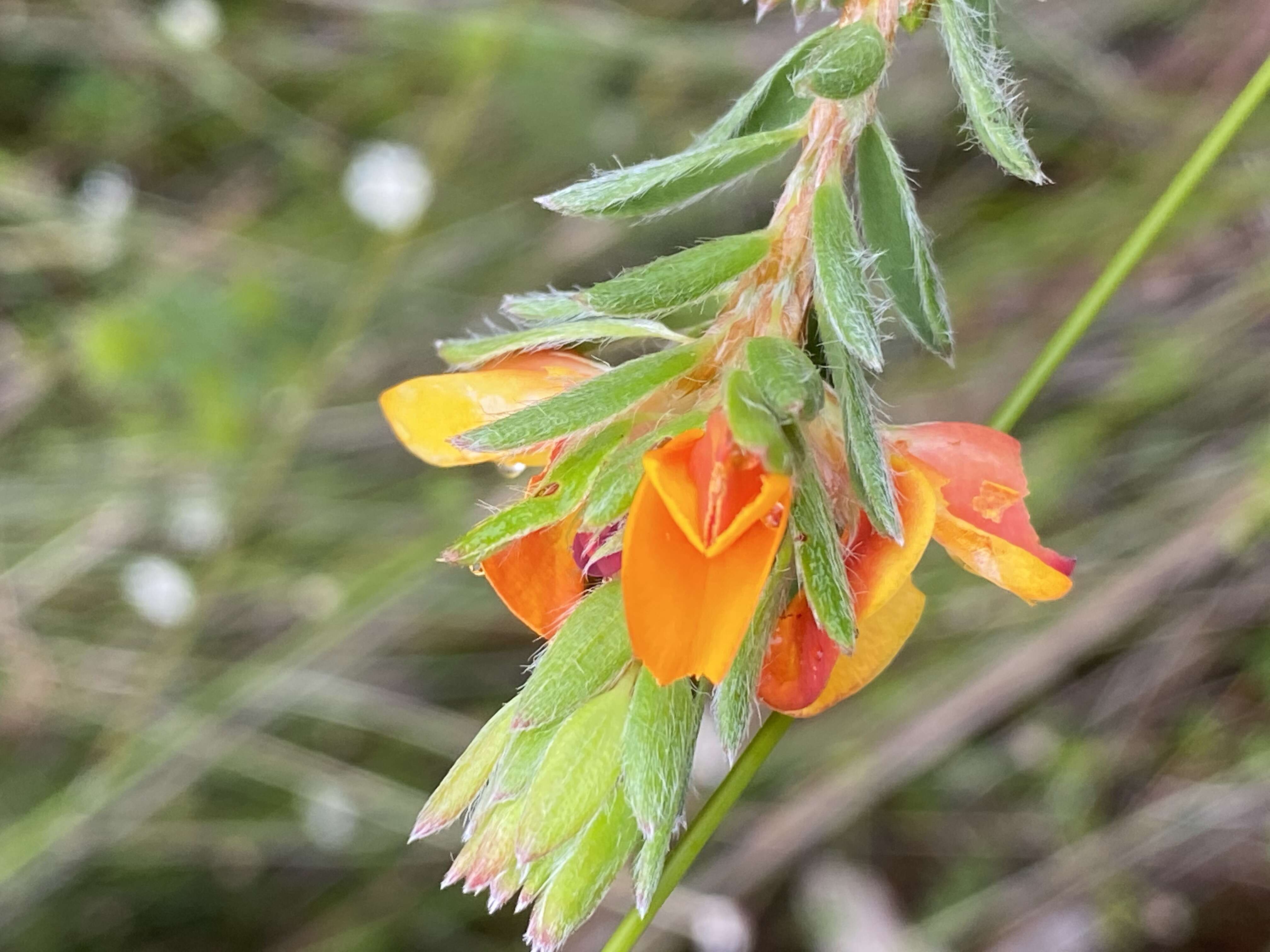 Image of Pultenaea tuberculata