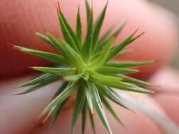 Image of juniper polytrichum moss