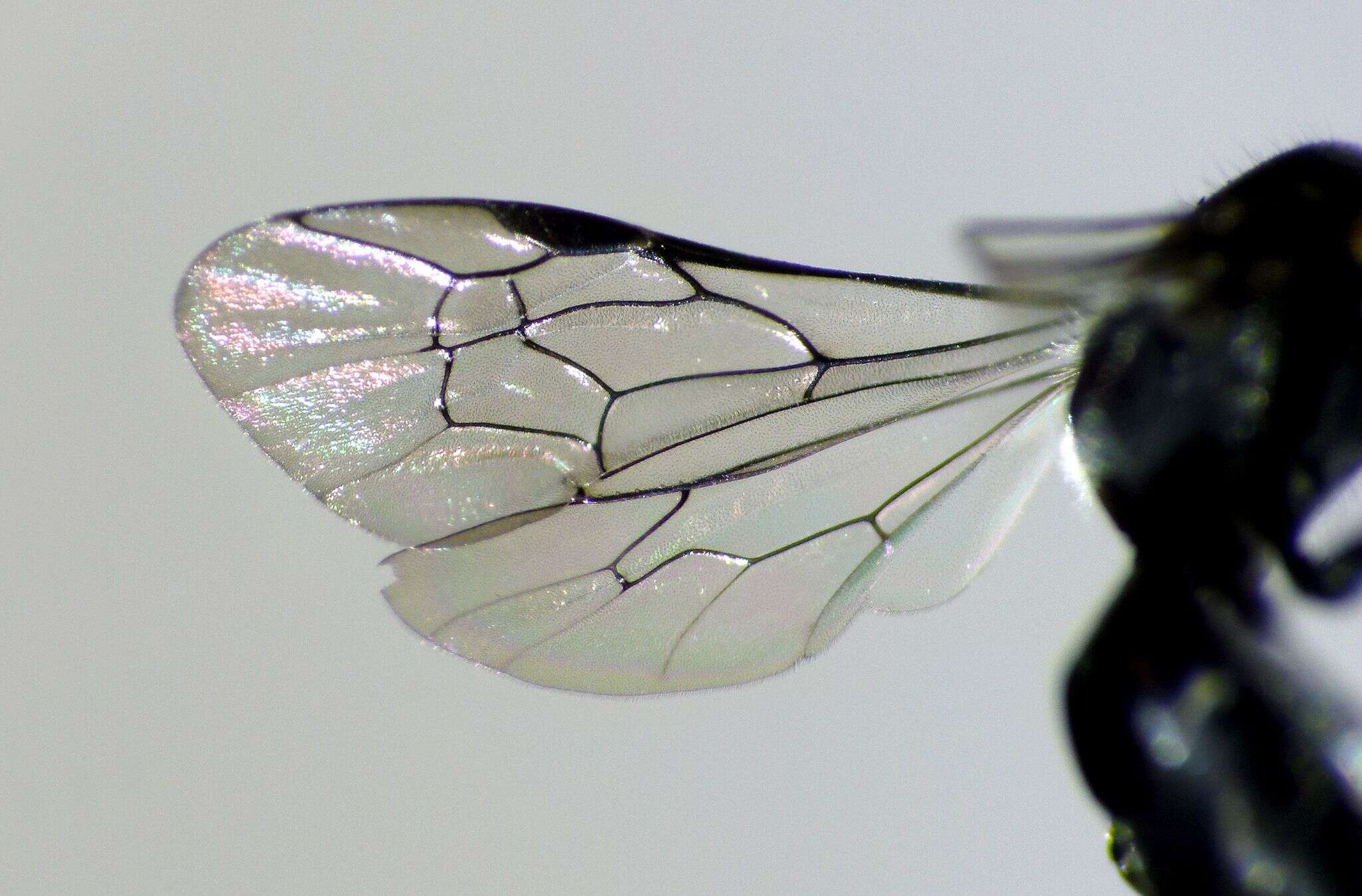 Image of Māori Masked Bee