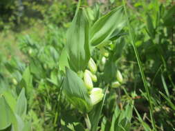 Image of Angular Solomon's Seal