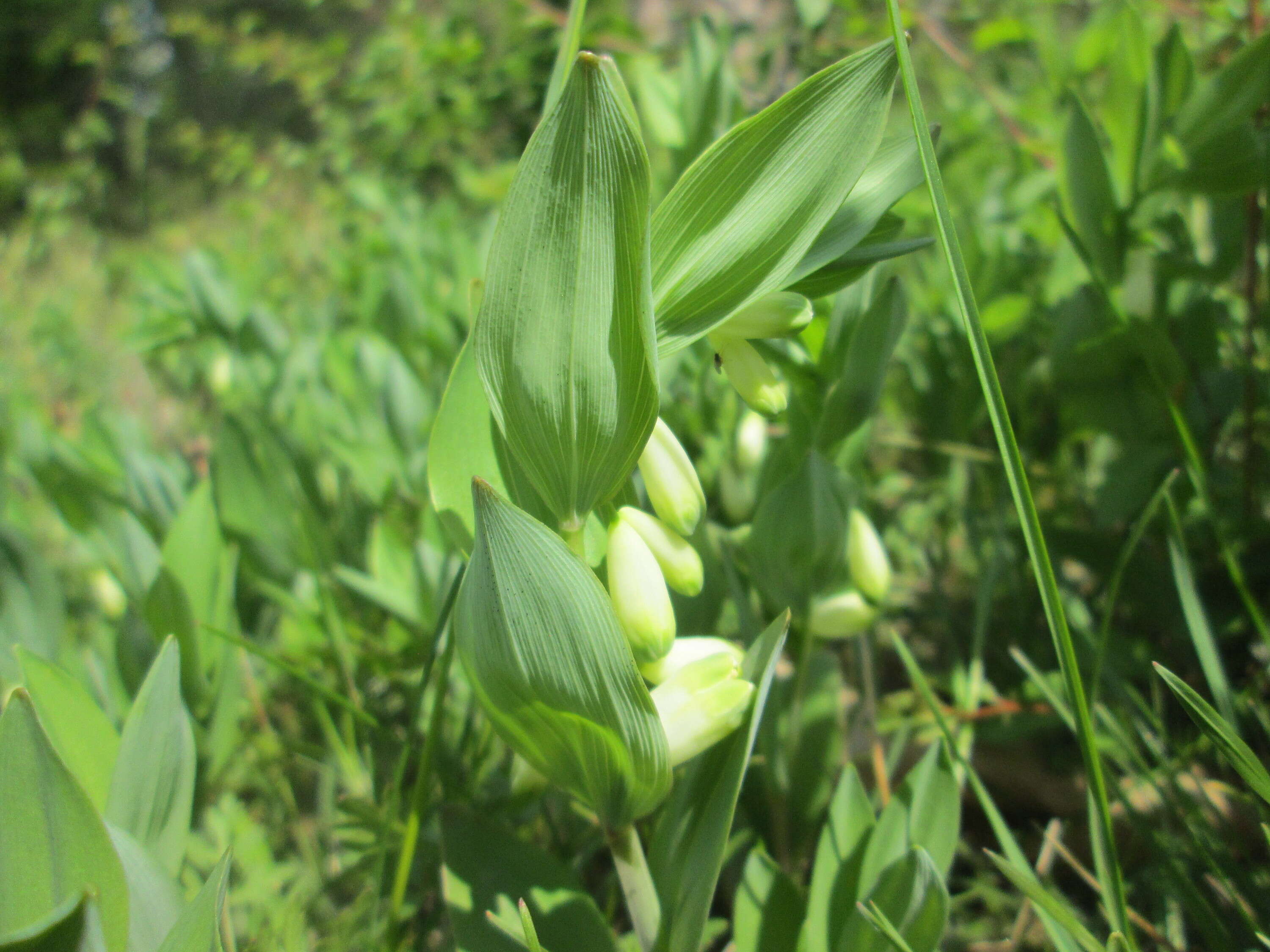 Image of Angular Solomon's Seal