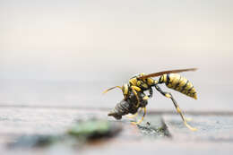 Image of Polistes rothneyi Cameron 1900